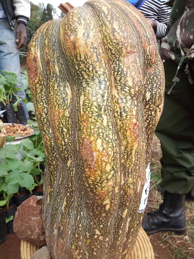 Giant Ugandan pumpkin that can weigh up to 30kg when mature, seeds now available in Kenya