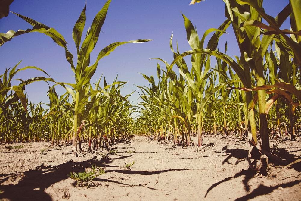 WFP: Drought, fertiliser prices, & armyworm drop Kenya’s agri production