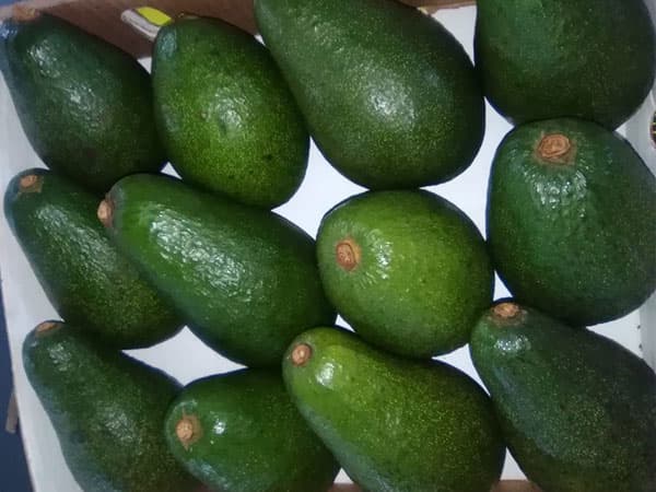 Good news to farmers and traders as avocado demand increases to 80 per cent in export markets