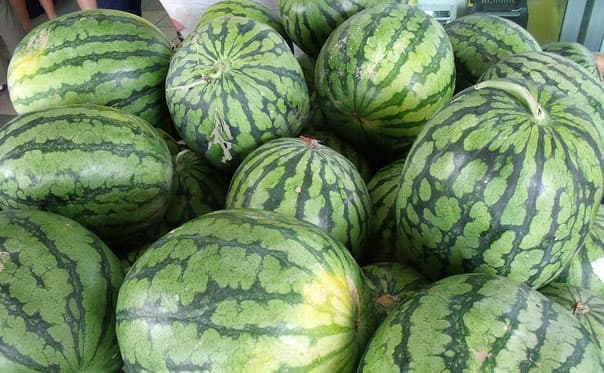 Class eight leaver who is earning big from watermelon farming