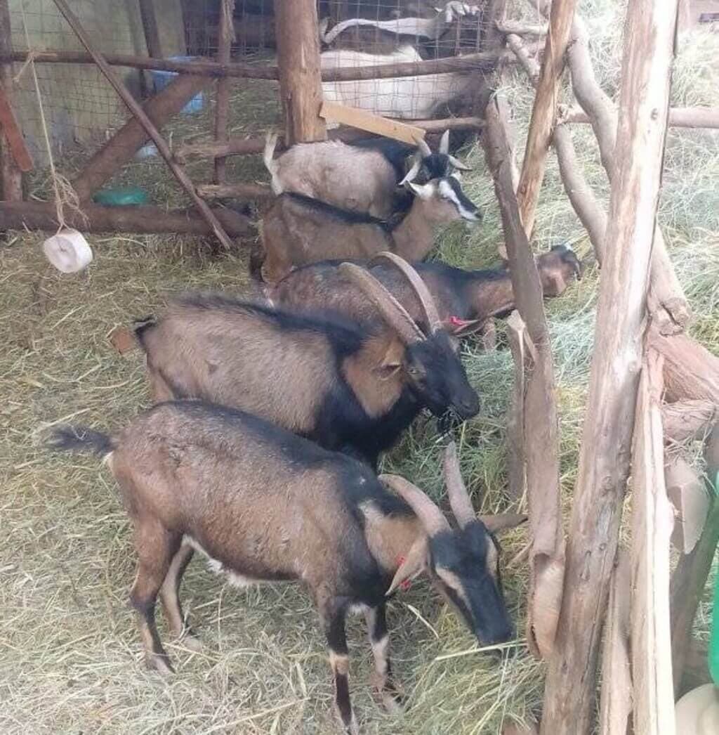 Ruiru farmer taps demand for goat milk in urban areas