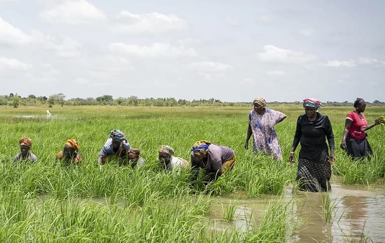 Ghana’s rice production project receives $18.8M funding
