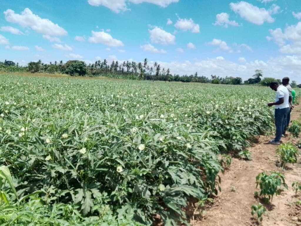 Malindi farmer finds low-cost entry into rich commercial farming with okra