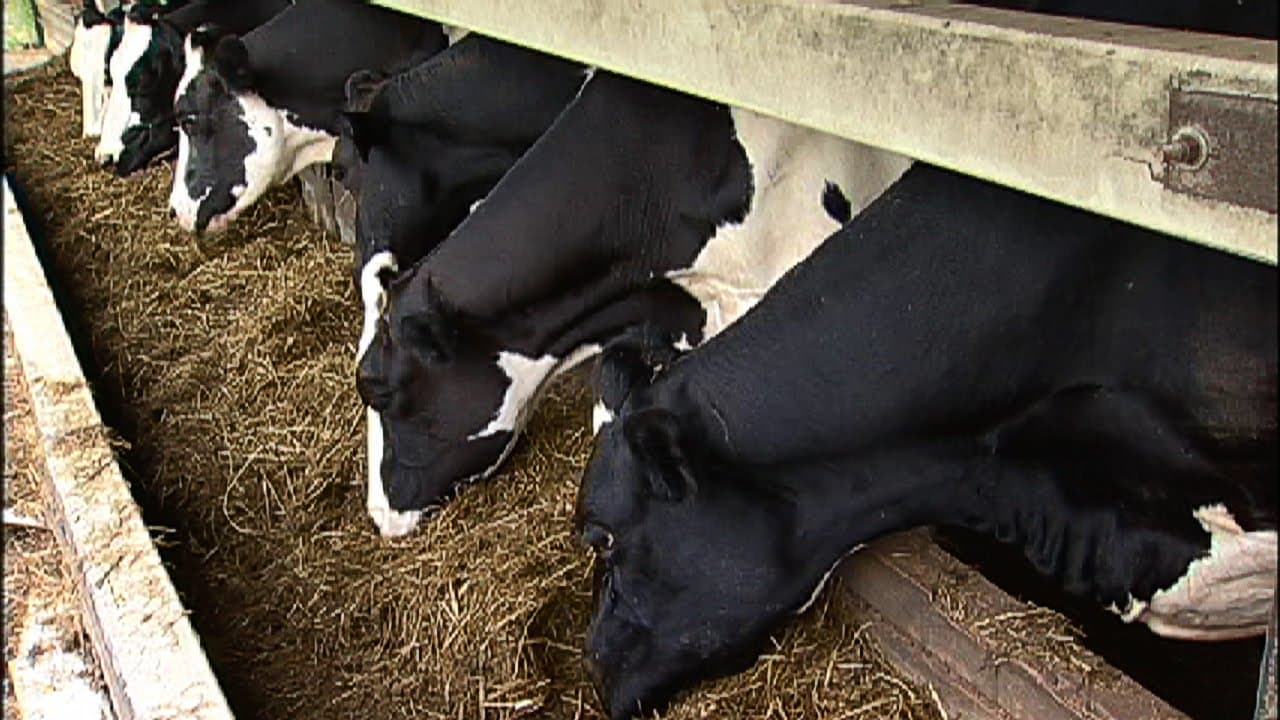 Diet is critical to cow health in weeks before calving