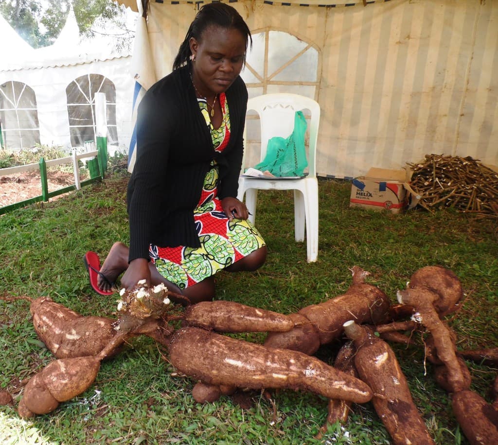 Busia agricultural industrial park to provide market for western Kenya cassava farmers