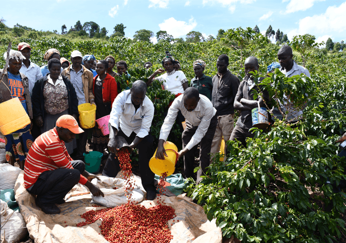 Investments propel Kericho to top coffee production rankings