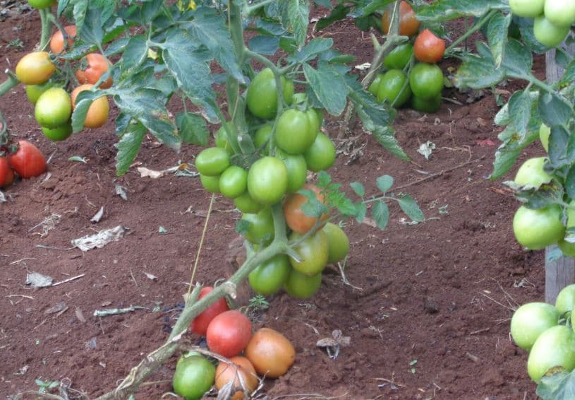 How to control tomato pests and diseases without use of pesticides