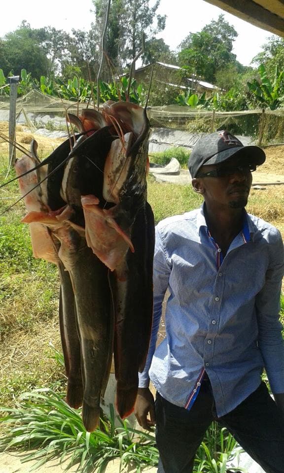 Farmers replace maize with fish, harvesting fortunes