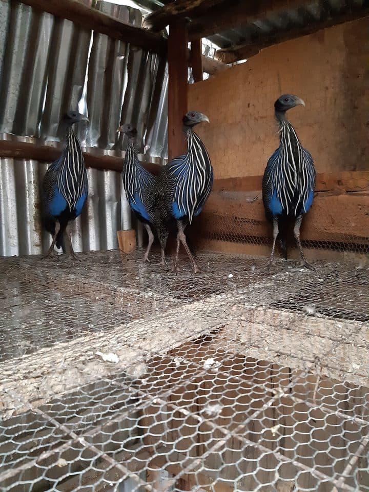 Nairobi farmer’s foray into ornamental birds business pays off
