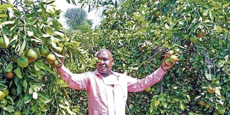 Farmer cashing from the most profitable orange varieties on a 15-acre farm