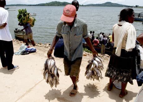 World consumes more fish than beef