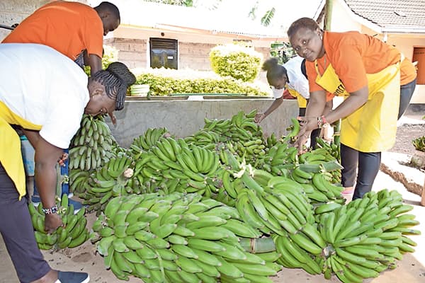 Green banana and broccoli market opens up for Kenyan farmers in South Korea