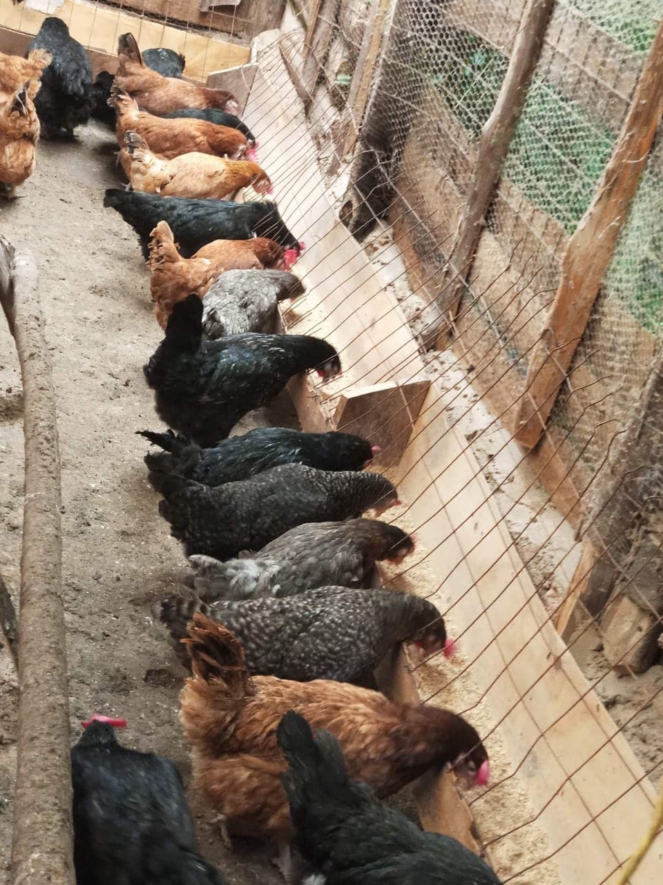 Salgaa broiler farmer makes Sh121,500 a month thanks to the increasing demand of the chickens’ meat