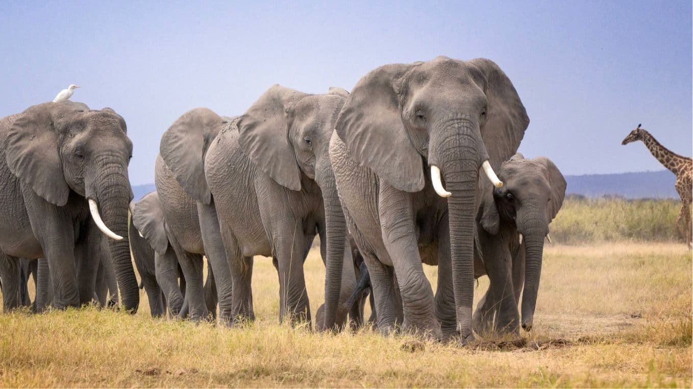 15 elephants at Amboseli died of cyanide poisoning after eating tomatoes from nearby farms