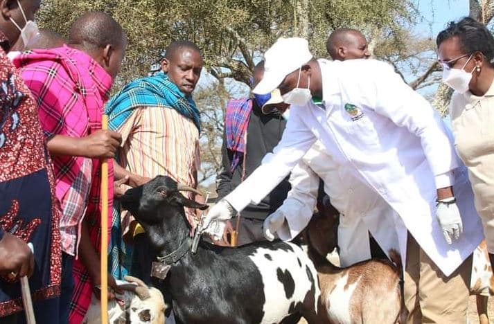 Stalled: Funding Crunch Puts Ruto’s Ksh 4B Livestock Jab Plan on Ice