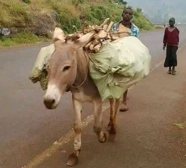 Donkeys ease transport challenges for farmers amid heavy rains