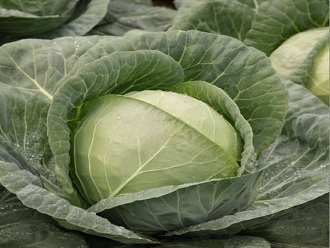 Simlaw seeds introduce black rot tolerant Chairman F1 cabbage