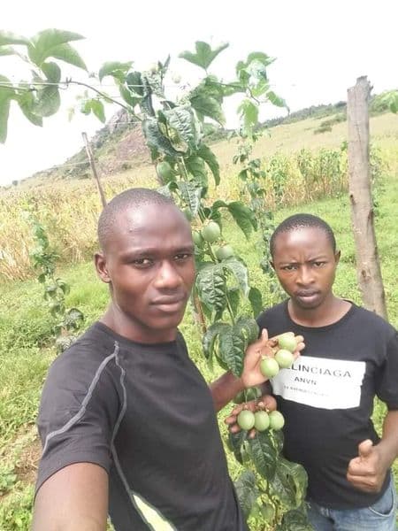 Eldoret seed propagator develops passion fruit yielding 3 times existing varieties