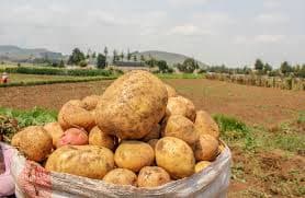 Seed shortage creates a lifelong venture for potato farmer