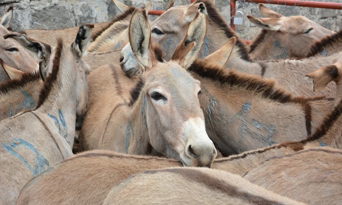 Donkey theft syndicates selling meat in Burma using sophisticated supply chains, study finds