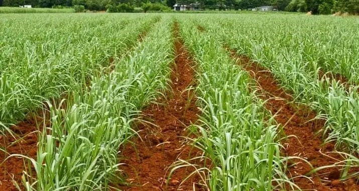 Kericho youth turns NYOTA support into a thriving sugarcane venture