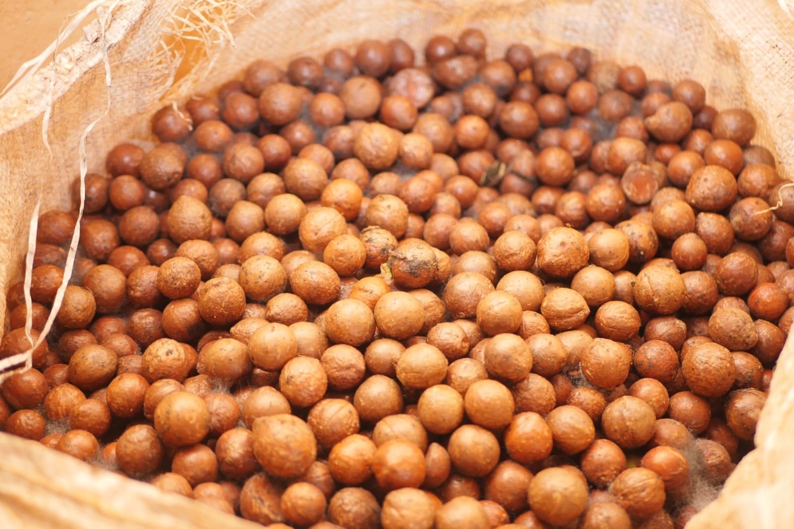 Macadamia farmers’ agony over ban on raw nuts