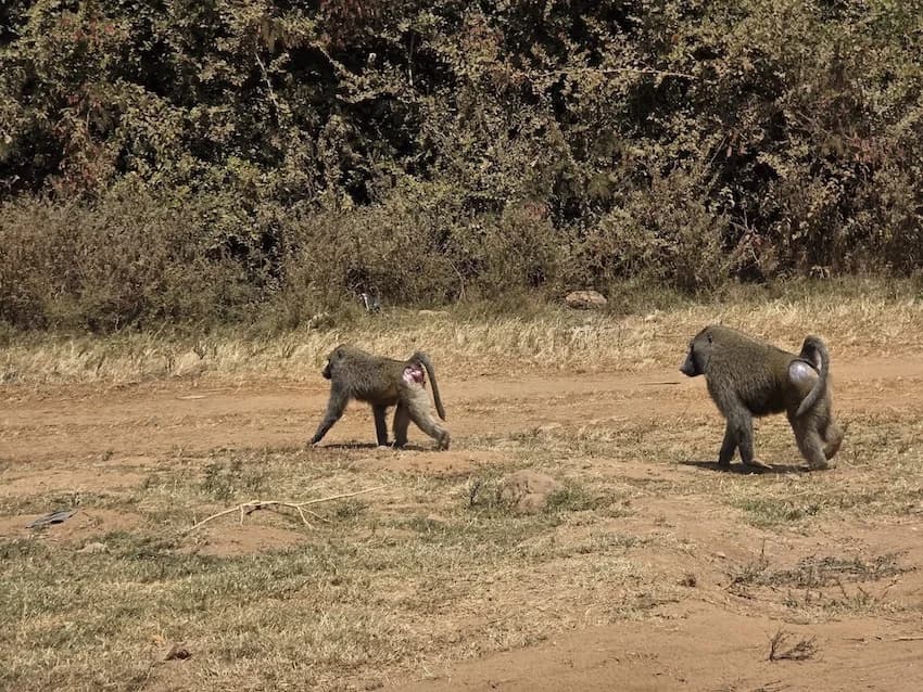 In Nairobi, Baboons Quest For Christmas Meal Sends Matutu Tout Sprinting