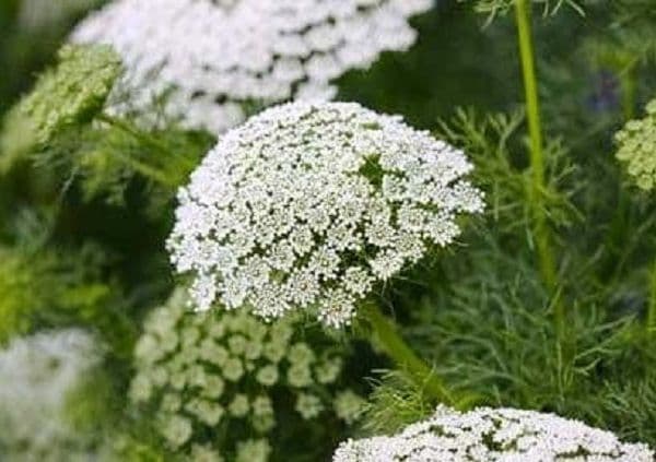 Fact sheet on growing cut flowers for export