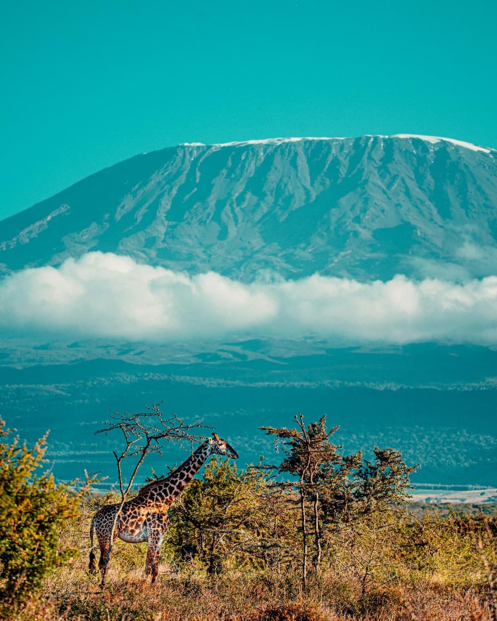 What does the future of marketing African tourism to Europe look like?