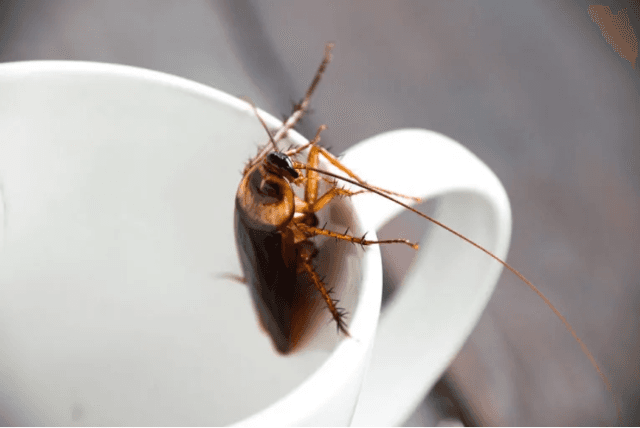 6 Natural Remedies For Household Pest Control