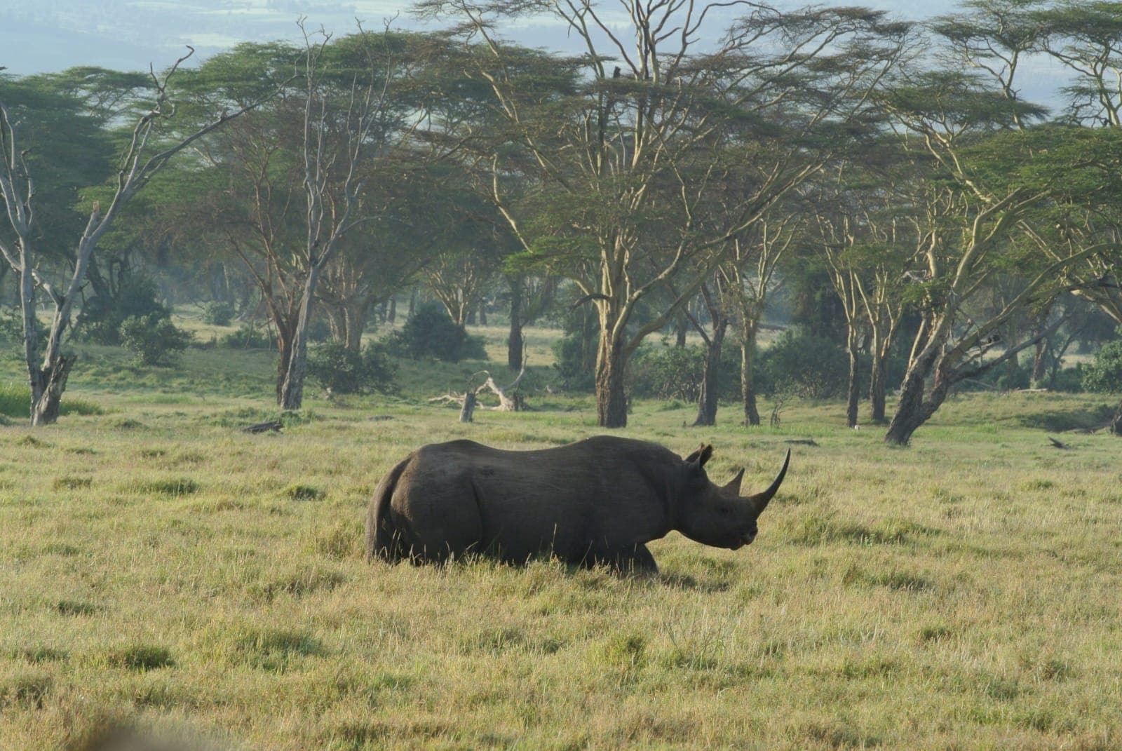 Expanding hope for black rhinos and the communities that share their future
