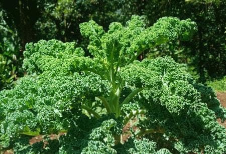 Farmers rush into curly kale and pak choi as demand for healthier, pest-resistant vegetables rises