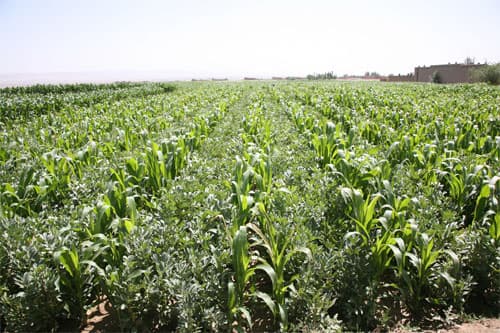 Maize feed mixed with lupin seeds increases milk yields and cuts production costs