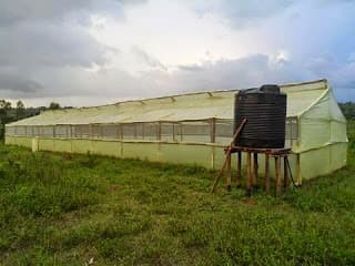 Star farmer: Narok tomato farmer earns Sh3m form his wooden greenhouses