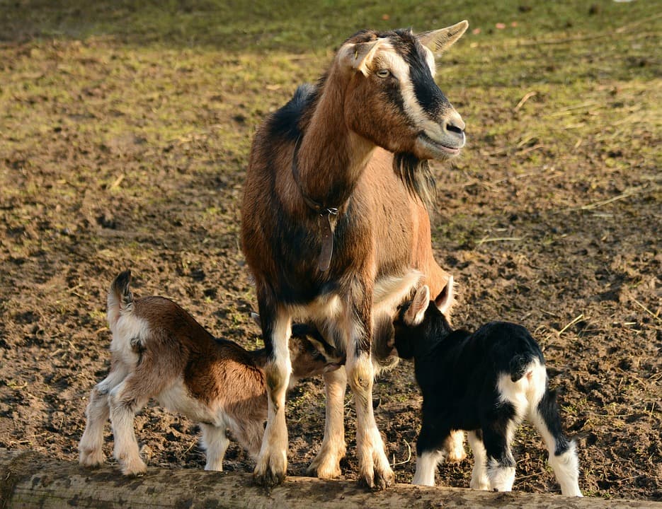 Timely transition of goat kids to pasture key in avoiding stunted growth, poor health