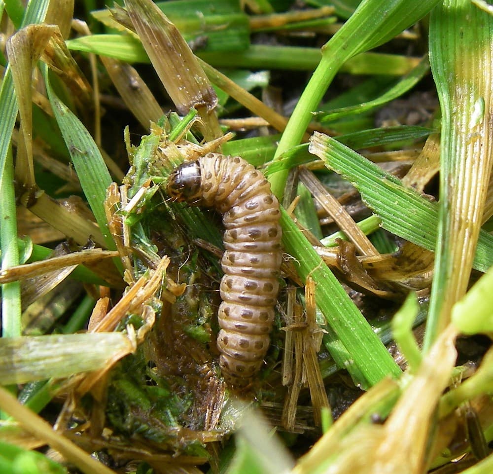 Africa faces permanent $2bn+ maize deficit if Fall Armyworm poorly managed