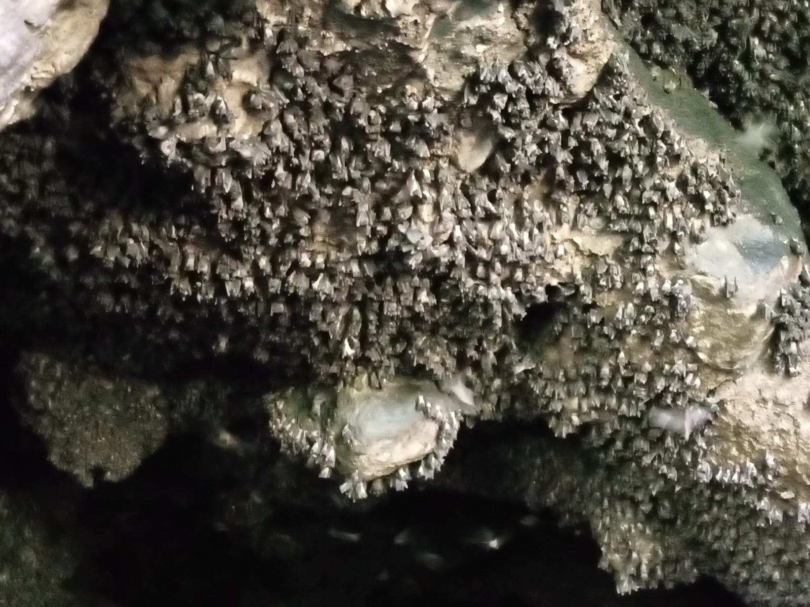 Bat cave in Tharaka Nithi turns into tourist attraction, boosts farming