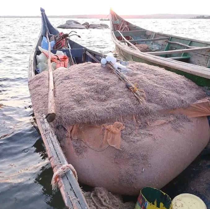 Entrepreneur develops ochong’a poultry feed to slash chicken deaths