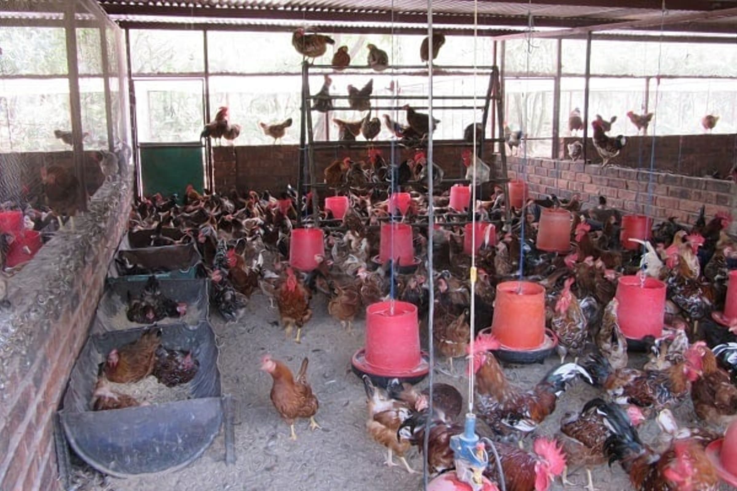 Stopping chicken disease that is every poultry farmer’s worst nightmare