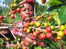 Food and beverage company plans to improve coffee farmers’ yields