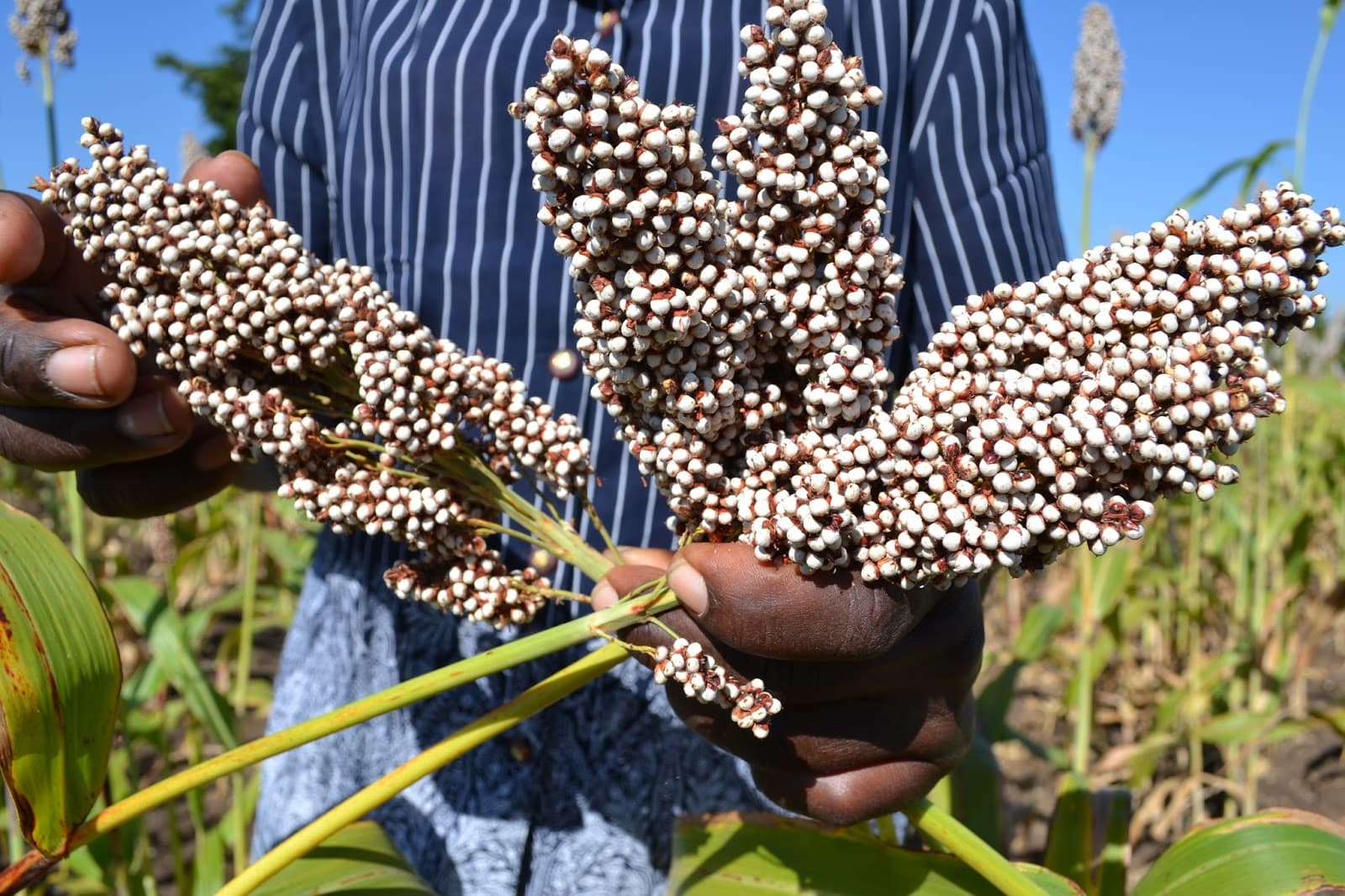 Sorghum emerges as crop of choice for dryland farmers