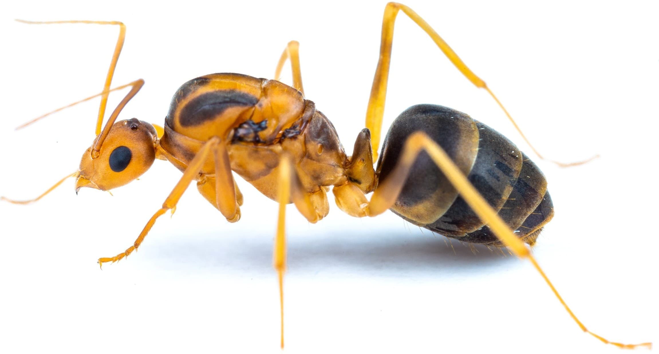 Scientists warn of threat from 120 new pests on Kenya’s agriculture