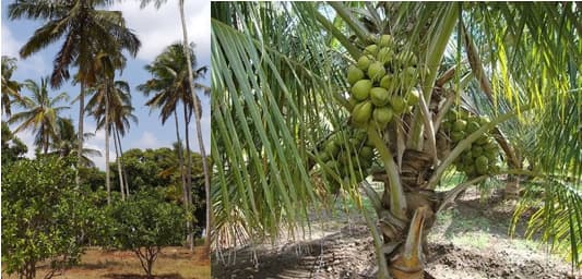 KEPHIS launches new high yielding fast maturing coconut variety for Coastal farmers