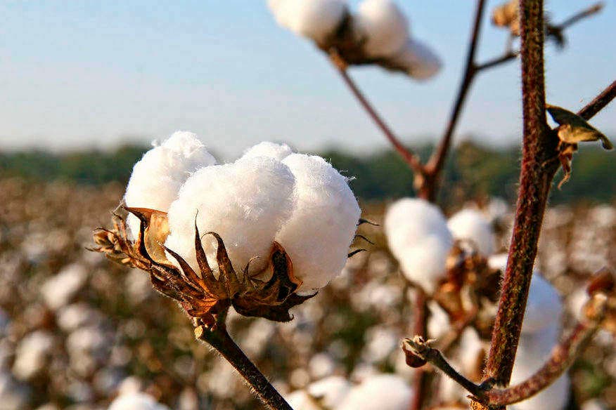 Rivatex East Africa Limited revives cotton farming in Kericho County
