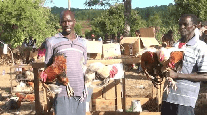 Village chicken auction market helps small scale farmers fetch better prices