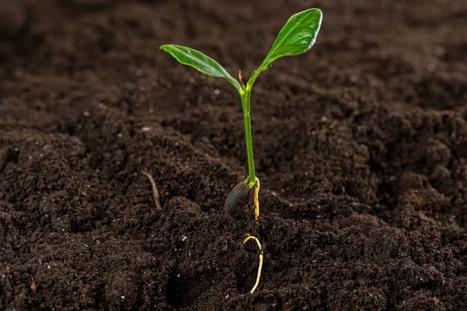 Garlic growing serves as natural repellent to over 10 pests
