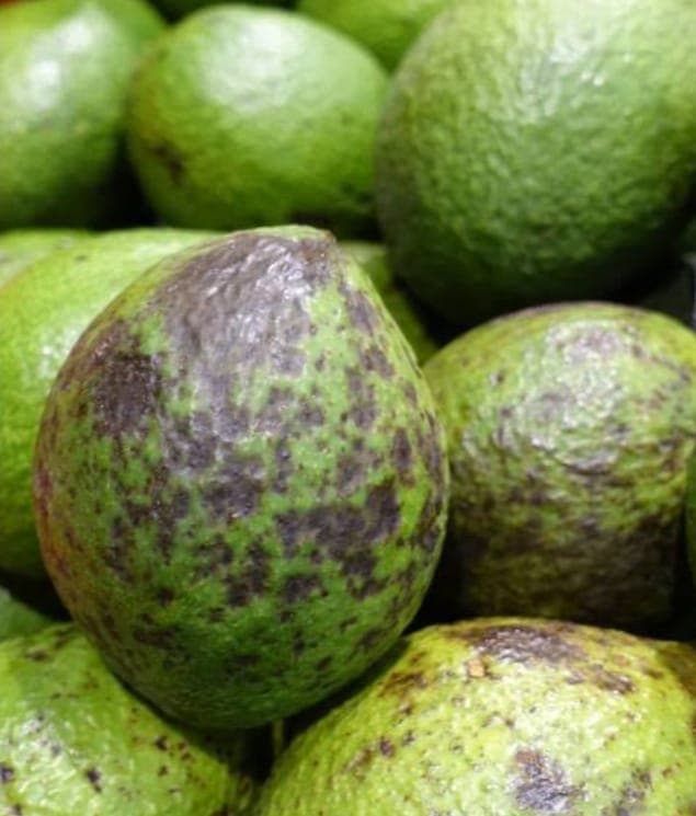 Avocado exporter adapts pest control for EU exports