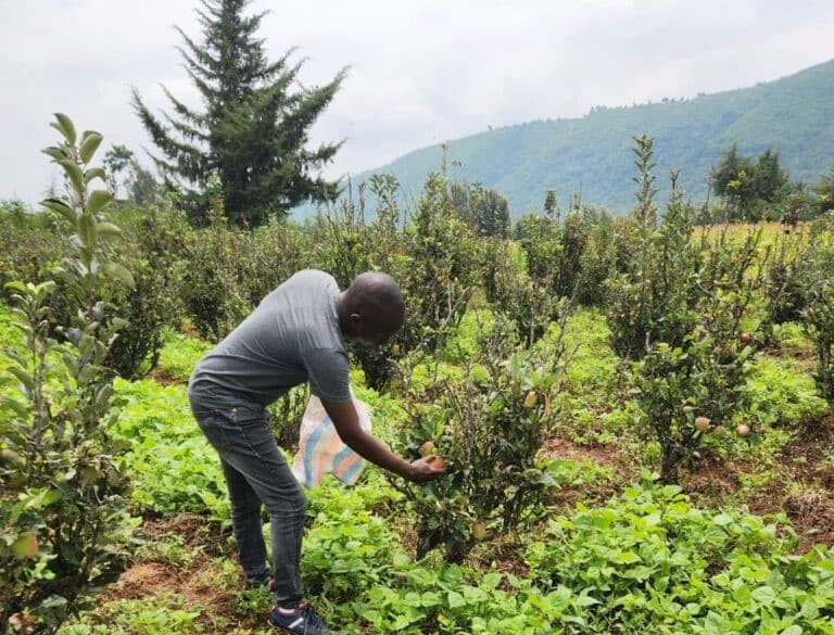 John Rumba: How I grew my apple orchard from 50 to 1,000 trees; valuable lessons