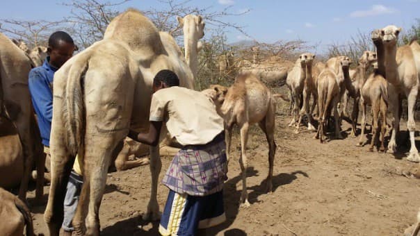 Camels produce 3X more milk for farmers in Kenya’s Arid North