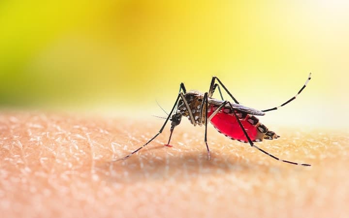 Malaria & Dengue; distinguishing mosquito-borne diseases